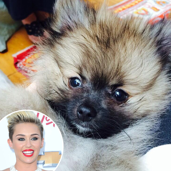 Miley Cyrus, Dog, Moonie Miley Cyrus, Dog, Moonie